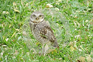 Owl on grass