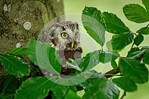 Owl in green forest. Boreal owl, Aegolius funereus, perched on beech branch. Typical small owl with big yellow eyes in cloudy day