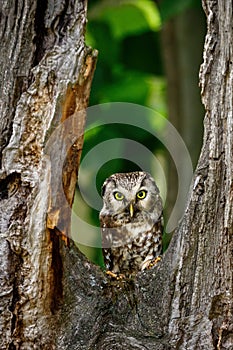 Owl in green forest. Boreal owl, Aegolius funereus, perched on rotten oak stump. Typical small owl with big yellow eyes.