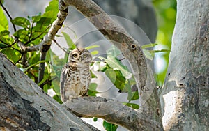 Owl with green leaves, tree