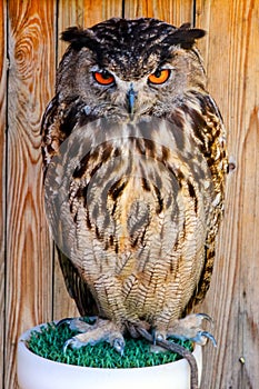 owl with gruesome and beautiful eyes