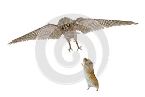 Owl and hamster isolated photo