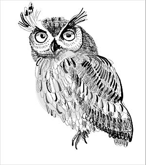 Owl hand-drawing on a white background