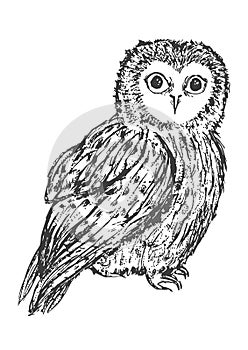 Owl hand drawn, black and white isolated vector illustration. wild owl drawn in ink