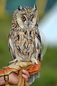 Owl on hand photo