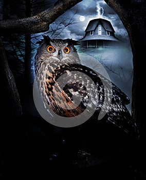 Owl and haunted house