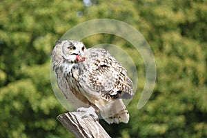 Owl having snack