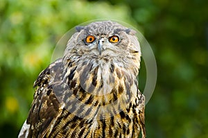 Owl head