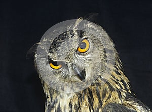 Owl head shot