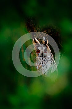 Owl hidden in the forest. Long-eared Owl sitting on the branch in the fallen larch forest during autumn. Wildlife scene from the