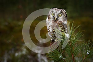 Owl hidden in the green larch tree. Bird with big yellow eyes. Boreal owl in the orange leave autumn forest in central Europe.