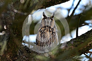 Owl hidden inpine  tree sit on branch near tree trunk and looking forward with orange eyes