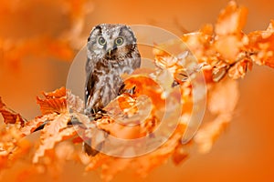 Owl hidden in the orange leaves. Bird with big yellow eyes. Autumn bird. Boreal owl in the orange leave autumn forest in central E