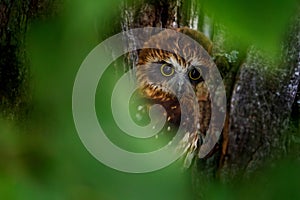 Owl hidden portrait. Detail of Australian boobook, Ninox boobook, perched in eucalypt forest. Smallest owl on Australian mainland