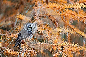 Owl hidden in the yellow larch tree. Bird with big yellow eyes. Boreal owl in the orange leave autumn forest in central Europe.