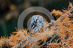 Owl hidden in the yellow larch tree. Bird with big yellow eyes. Boreal owl in the orange leave autumn forest in central Europe.