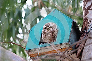 an owl is hiding inside a tree-house at Gharana Wetland, Jammu, India