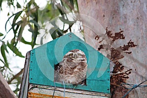 an owl is hiding inside a tree-house at Gharana Wetland, Jammu, India