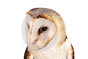 owl, high resolution baby owl photo. Barn Owl (Tyto furcata or Tyto alba)