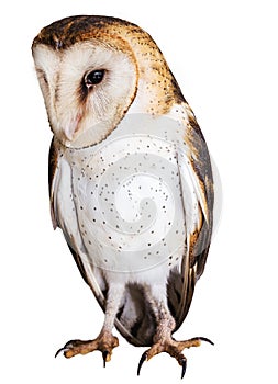owl, high resolution baby owl photo, isolated white background. Barn Owl
