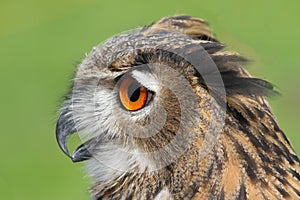 OWL with huge orange eyes and soffgli the open beak