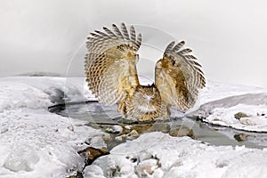 Owl hunting in cold water. Wildlife scene from winter in Hokkaido, Japan. River bird with open wings. Blakiston`s fish owl, Bubo