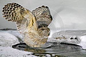 Owl hunting in cold water. Wildlife scene from winter in Hokkaido, Japan. River bird with open wings. Blakiston`s fish owl, Bubo