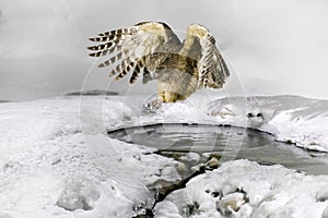 Owl hunting in cold water. Wildlife scene from winter in Hokkaido, Japan. River bird with open wings. Blakiston`s fish owl, Bubo