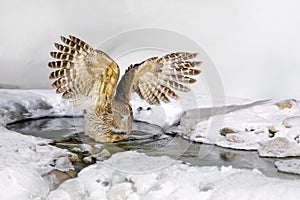 Owl hunting in cold water. Wildlife scene from winter in Hokkaido, Japan. River bird with open wings. Blakiston`s fish owl, Bubo