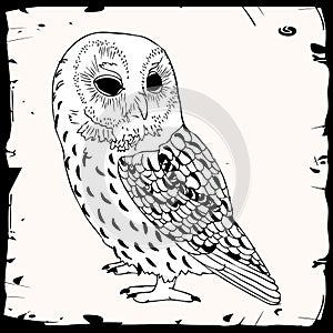 Owl illustration