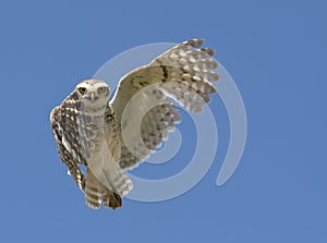 Owl indicating right