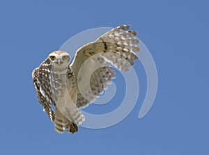 Owl indicating right photo