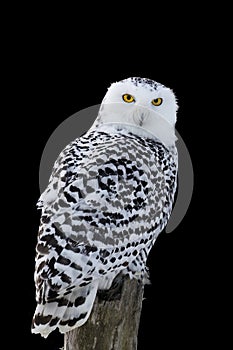 Owl isolated on black. Snowy owl, Bubo scandiacus, perched on birch stump in frosty morning. Arctic owl looking over shoulder.