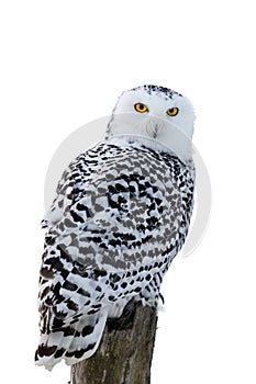 Owl isolated on white. Snowy owl, Bubo scandiacus, perched on birch stump in frosty morning. Arctic owl looking over shoulder.