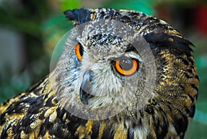 Owl in Japan taken at an owl cafe.