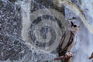 Owl photo