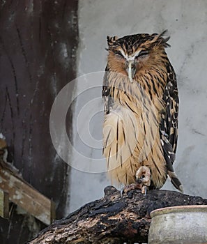 Owl, Kuala Lumpur Bird Park