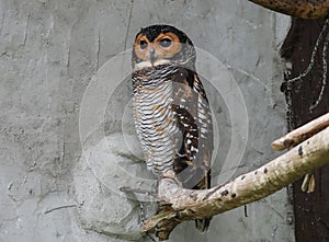 Owl, Kuala Lumpur Bird Park