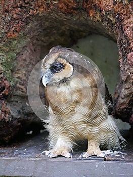 Owl, Kuala Lumpur Bird Park