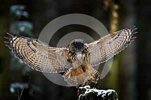 Owl landing. Eurasian Eagle Owl, Bubo Bubo, sitting on the tree trunk, wildlife photo in the forest with orange autumn colours,