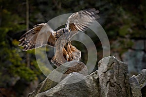 Owl landing. Eurasian Eagle Owl, Bubo Bubo, sitting on the tree trunk, wildlife photo in the forest with orange autumn colours,