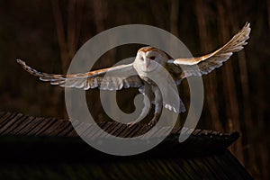 Owl landing fly with open wings. Barn Owl, Tyto alba, flight above red grass in the morning. Wildlife bird scene from nature. Cold