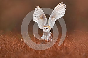 Owl landing fly with open wings. Barn Owl, Tyto alba, flight above red grass in the morning. Wildlife bird scene from nature. Cold