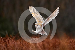 Owl landing fly with open wings. Barn Owl, Tyto alba, flight above red grass in the morning. Wildlife bird scene from nature. Cold