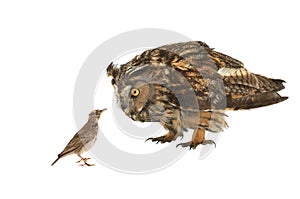 Owl and lark isolated on white background