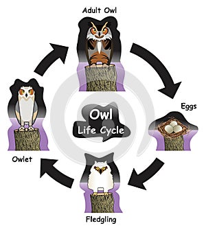 Owl Life Cycle Infographic Diagram