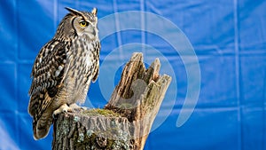 Likely a Eurasian eagle owl Bubo bubo is perched on a moss covered