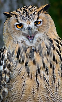 Owl living in the mountainous areas of Slovakia.