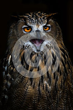 Owl living in the mountainous areas of Slovakia.