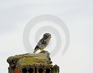 owl in a rural landscapes photo